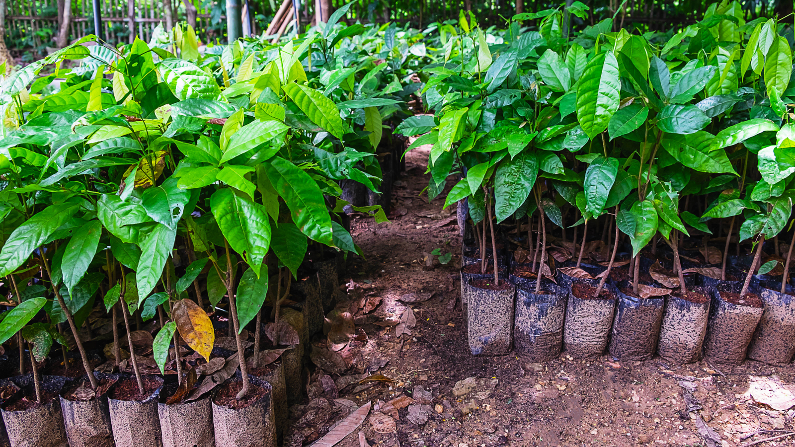 Plant More Trees for a Sustainable Planet