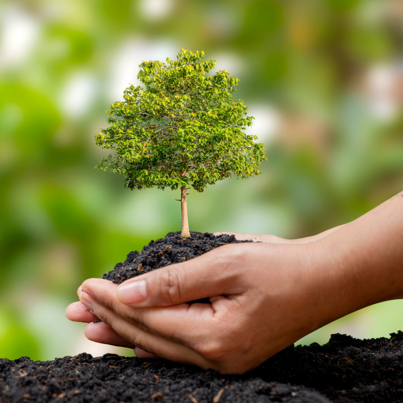 Afforestation and environmental conservation